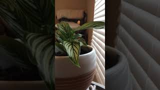 Calathea aka “Prayer Plant” Time Lapse [upl. by Romeo]