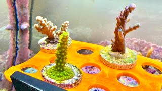 The Ole Reef Adding New Acropora Frags [upl. by Angelita]