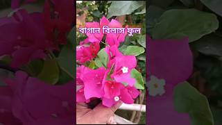 বাগান বিলাস ফুল shortsfeed phoolobagan shortsviral [upl. by Amaris980]