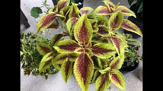 Propagate Coleus to Get More [upl. by Wexler]