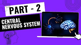 Nervous system  Central Nervous System Work Part 2 in Hindi 👀 [upl. by Ellata]