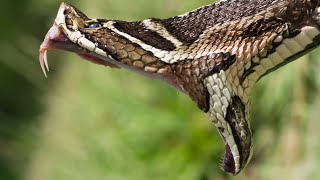 ¿Conocías a la Yarará Grande  Víbora de la Cruz Bothrops alternatus 🐍Serpientes de Argentina [upl. by Burnsed]