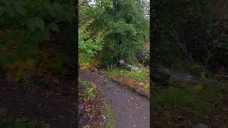 Dunvegan Castle Garden Isle of Skye Scotland 🏴󠁧󠁢󠁳󠁣󠁴󠁿 shorts travel explore [upl. by Gabrielson]