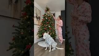 Who’s excited for Christmas❄️🎄☃️ dogshorts christmas holidays dog pets puppy doglover pup [upl. by Hpeseoj]