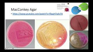 MacConkey Agar [upl. by Ciro]