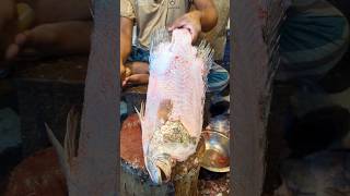 Amazing Tripletail Fish Cutting Skills In Bangladesh Fish Market By Expert Cutter shorts [upl. by Travax123]