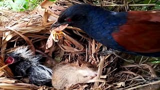 Greater coucal Birds try to remove mice [upl. by Seyah]