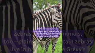 Zebra didyouknow facts [upl. by Aekim]