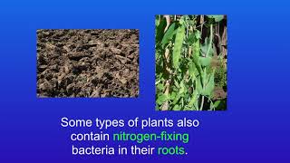 GCSE Biology Revision The Nitrogen Cycle Triple [upl. by Ytnom]