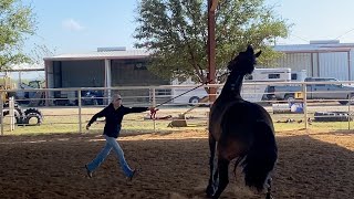 Horse Training Insights Transforming a Distracted Horse with Effective Groundwork [upl. by Hendrickson540]