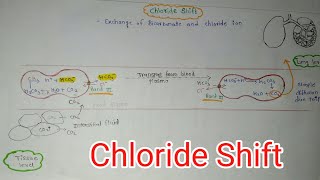 Chloride Shift in respiratory system chloride Shiftrespiration [upl. by Oemac]