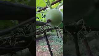 Harvesting time bottle gourd gardenideas gardening gardendesign happylife gardeningforfood [upl. by Ado119]