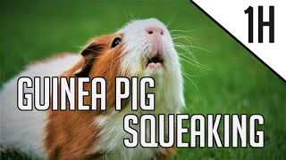 Guinea Pigs Squeaking For 1 Hour  Relaxing Ambience [upl. by Ogaitnas]