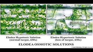 Elodea Osmotic Solutions effects of hypotonic and hypertonic solutions [upl. by Chow]