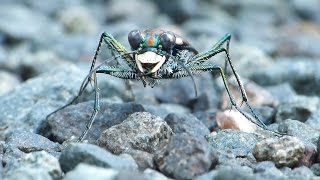 Tiger Beetle Running And Eating [upl. by Namref]