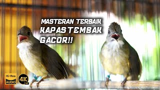 MASTERAN KAPAS TEMBAK GACOR DOR  BIRD OF INDONESIA [upl. by Yerocal489]