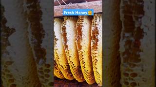 Extreme Honeycomb harvesting 🍯Harvesting honey from beehive 🐝 EP104 trending shorts satisfying [upl. by Myles]