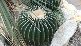 Echinocactus grusonii var inermis hort [upl. by Nirat901]