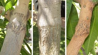 Mango Tree Grafted with Several Varieties Multi Grafted [upl. by Sinnylg]