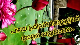 ഇല ഗാർഡനിലെ താമര കൃഷി കാണാംLotus caring tipsLotus farming amp SaleIla gardenHappy Homes By Akhila [upl. by Aserat802]