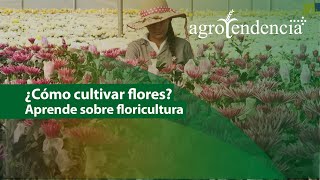 Floricultura  El arte de cultivar FLORES [upl. by Narrat]