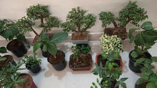 Bonsai Care Tips In Winter [upl. by Ermin]