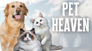 Help Healing Grief After Pet Loss [upl. by Otrebcire]