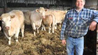 Fertility of Charolais Cattle improved with Tracesure CuI [upl. by Ardnaid]