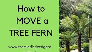 How to move a tree fern [upl. by Aneehsyt]