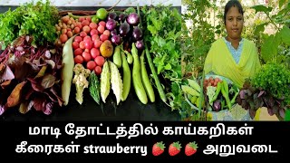 மாடி தோட்டத்தில் ஆர்கானிக் காய்கறிகள் அறுவடைTerrace Garden HarvestMaadithottamSachu [upl. by Mastic]