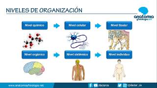 NIVELES DE ORGANIZACIÓN CORPORAL  Resúmenes de Anatomía y Fisiología [upl. by Garate]