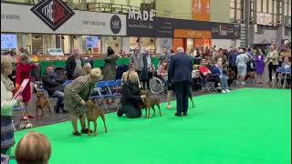 Crufts 2024 German Pinscher class Puppy female Winner Danixaris Especially for Wot a Thriller [upl. by Lambert335]