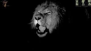 Selati Male Lion Roars At Night [upl. by Ahsata]