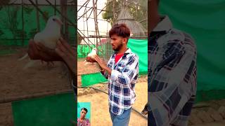 Kabuter ne picha kiya 😱🕊️😳pigeon sad birdslover shortsfeed yt viralvideo spkabuterclub 🥹 [upl. by Ailongam740]