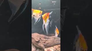 Amazing Aquatic Life  Koi Ghost Angelfish  Fish Aquarium  angelfish aquatic fishvideo shorts [upl. by Ahaelam]