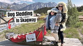 ONLY IN ALASKA Dog Sledding in Skagway ALASKA CRUISE [upl. by Kuo]