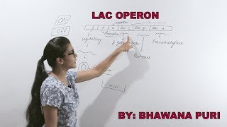 Lac operon II biology class 12 II biology for neet II biology by bhawna puri II neet II aiims [upl. by Annaehr327]