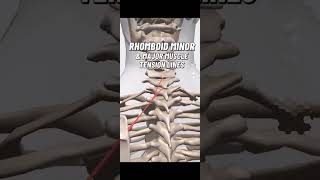 Rhomboid major and minor stretching biology medicalstudent viralvideo anatomy nursing sports [upl. by Nnaeoj13]