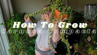 How To Grow amp Care for All Hoya Carnosa Compacta Variegata [upl. by Sonni]