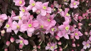 Honey Bees on my Clematis Montana ‘Mayleen’ [upl. by Corine]