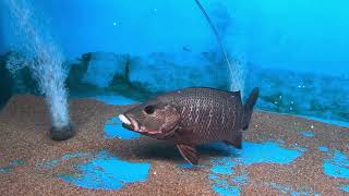 Mangrove Jack Feeding Frenzies [upl. by Ioj]