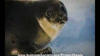 Save the Seals [upl. by Keven]