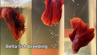 Betta fish breeding  Breeding of two betta fish pairs [upl. by Anitnahs]