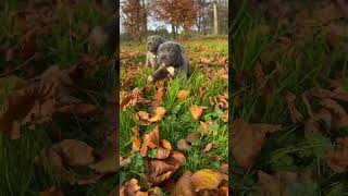 Staffy puppies playing in the garden in Autumn leaves 🍂 puppy cutepuppy puppylife puppyvideos [upl. by Naret]