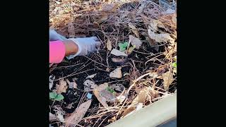 Transplanting Strawberries to a Garden Bed [upl. by Ahsineg]