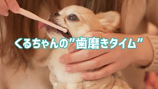 チワワ小型犬の歯磨き 極小犬の歯磨きの仕方 我が家のやり方 新しい歯ブラシVS今までの歯ブラシ チワワのくるちゃん Brush Chihuahuas teeth [upl. by Yeldahc137]