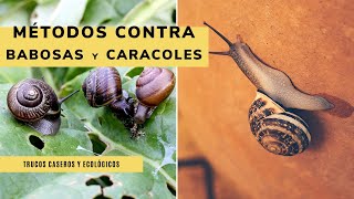 3 MÉTODOS contra las babosas y los caracoles ​🐌​🍃​ Diles adiós con estos TRUCOS caseros y ecológicos [upl. by Rahel982]