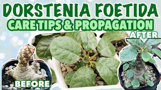 DORSTENIA CARE TIPS AND PROPAGATION PHILIPPINES  Mikaela Kay [upl. by Kulsrud]