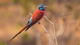 Northern Carmine Beeeater in Kenya [upl. by Isaacson398]