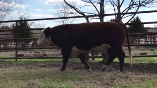 Registered Hereford Bull quotTFL Z076 MR WESLYNN 4013quot AHAReg  43566311 [upl. by Ibob]